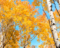 fall trees in sky_6773