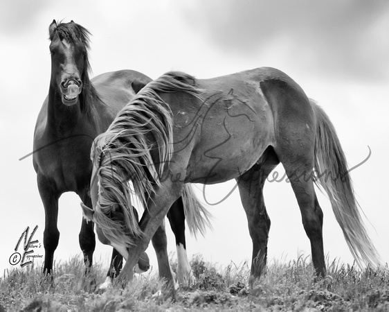 bowing_7937_1