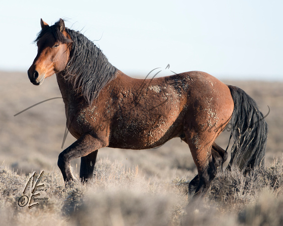 Brown stallion_3545_1