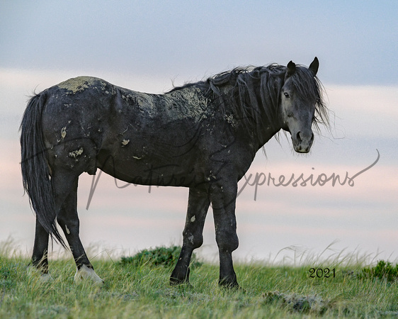 blkstallion2021_4736