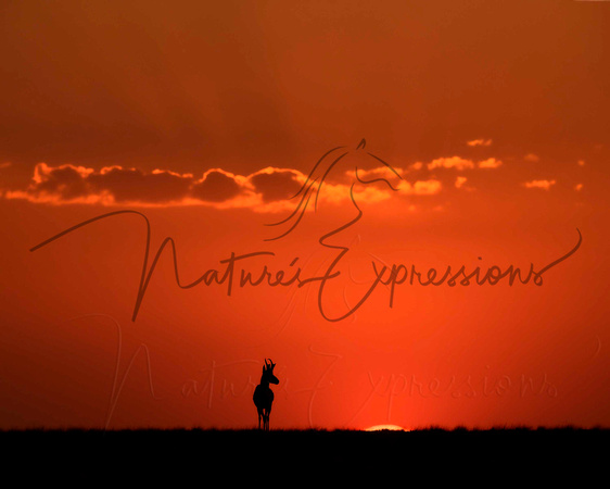 sunsetantelope_4406