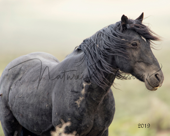 blkstallion2019_7357
