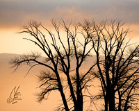 Foggy sunrise_6037