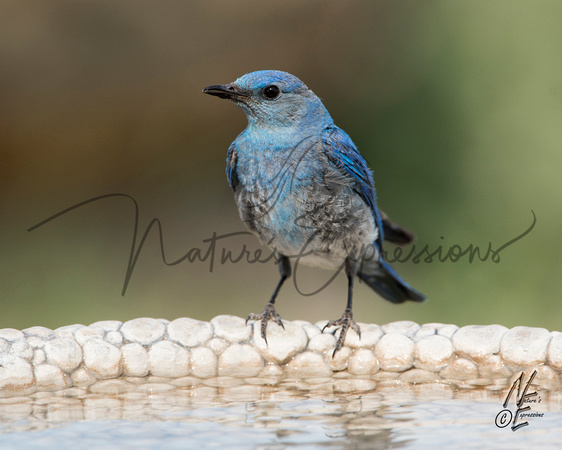 bluebird_6332