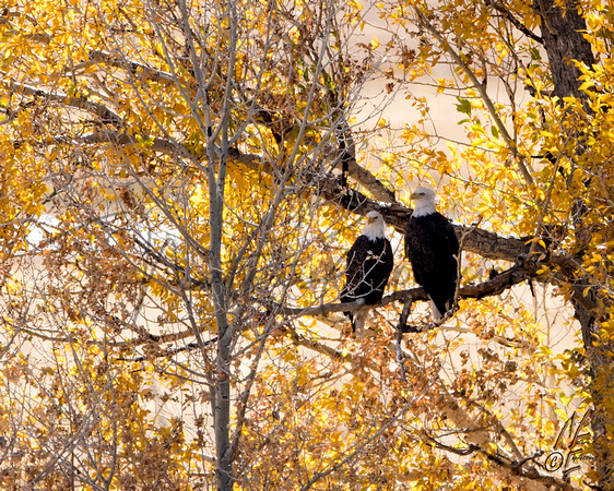 FallBalds_0606