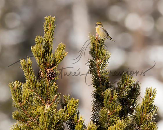 femalebird_2761