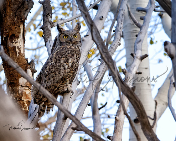 Owl1_4455