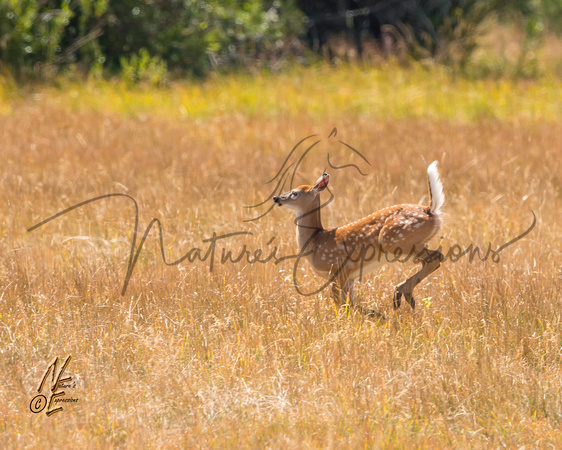 Fawn_8368