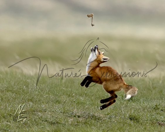 fox_6381