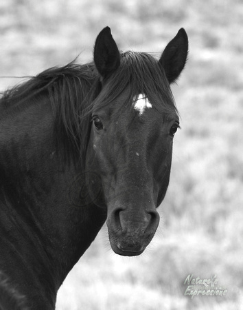 Blk face_0732