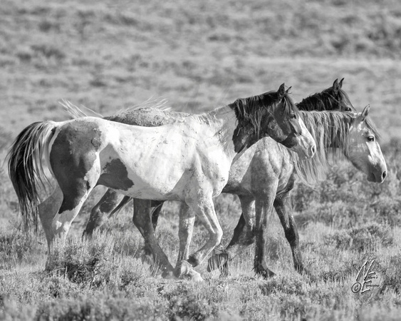 sepia-5521 revised